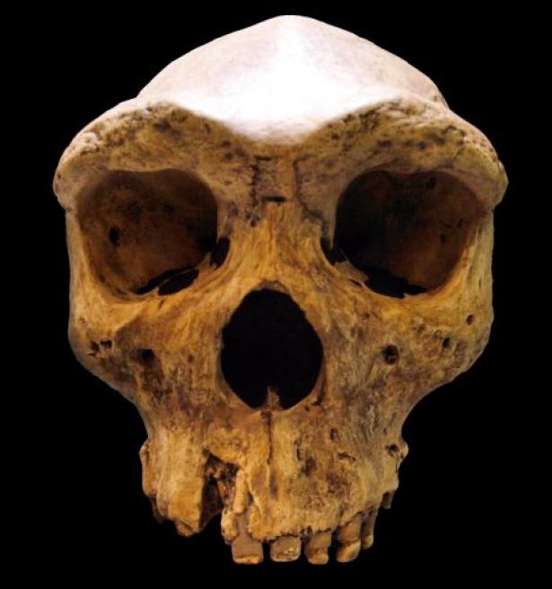 Replica of the Broken Hill skull, found in Zambia in 1921. 
