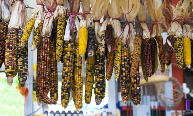 The intensification of corn impacted indigenous health, for better and for worse. Increased corn consumption often meant fewer micronutrients as corn replaced other foods in their diet.