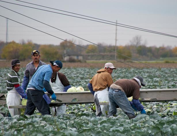 Migrant farmworkers picking cabbages in Ohio. 