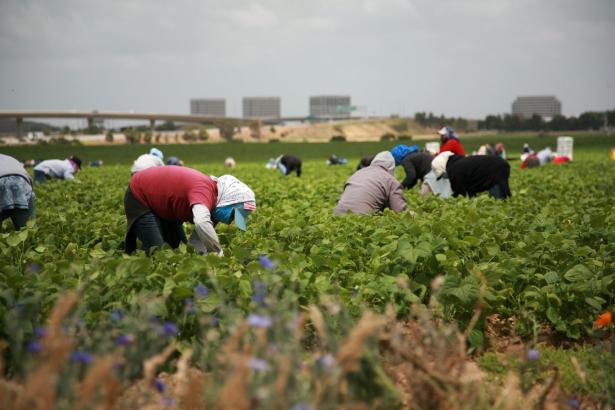 Workers working in the fields.
