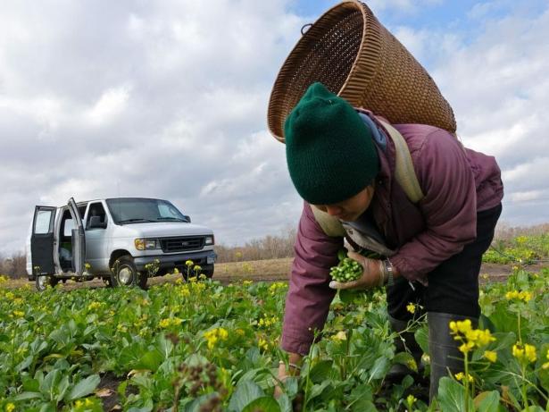 Long-term land ownership will bring change to Hmong farmers hoping to improve family farm operations. 