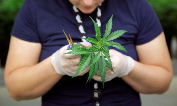Woman examines cannabis leaves