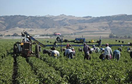 Farm workers harvest peppers near Gilroy, California. 