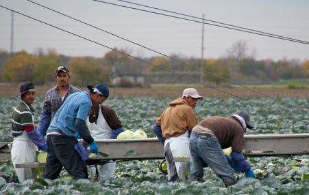 Migrant farmworkers picking cabbages in Ohio. 