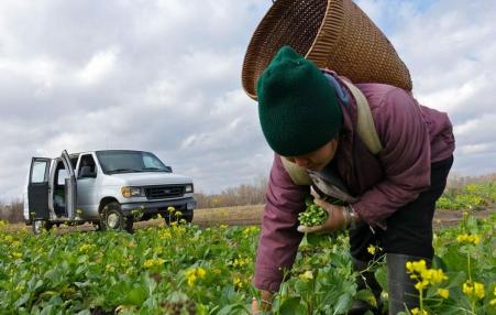 Long-term land ownership will bring change to Hmong farmers hoping to improve family farm operations. 